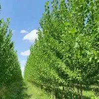 نهال گردو هلو شلیل سیب صنوبر