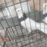 کبوتر طوقی|پرنده|نجفآباد, کهریزسنگ|دیوار