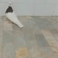 طوقی|پرنده|اشکذر, |دیوار