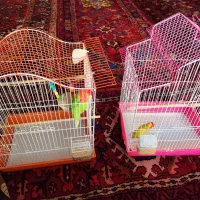 پرنده فقط با قفس