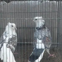 کبوتر سالم