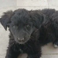 سگ مو بلند خانگی