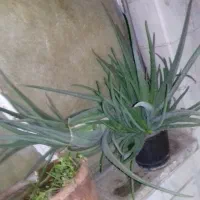 دو عدد گل آلوورا  بزرگ بسیار عالی برای شادابی پوست