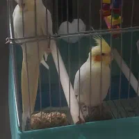 پرنده عروس هلندی