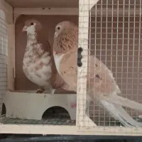 ساده زردپرخال سیاه نر و چپ زردافشون ماده قلدور