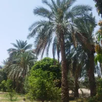 برش و قطع نخل به صورت حرفه ای|خدمات باغبانی و درختکاری|شیراز, شهرک ترکان|دیوار