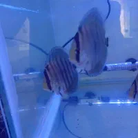 ۹ عدد هکل کراس سایز ۲و نیم تا۳