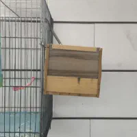 فروش دو جفت مرغ عشق انگلیسی|پرنده|داراب, |دیوار