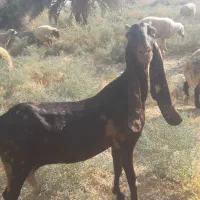 سلام بز پاکستانی اصل|حیوانات مزرعه|اهواز, کوی عابدی|دیوار