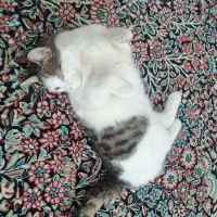 گربه اهلی قیمت300تومن|گربه|رفسنجان, |دیوار