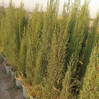 گیاه سرو شیراژ