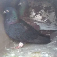 یک جفت پرنده خوب