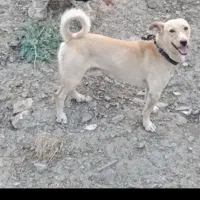 سگ دزدیده شده