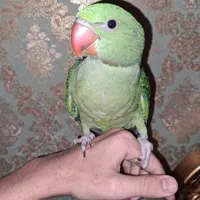 شاه طوطی گم شده با مژدگانی زیاد