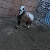 قوچ|حیوانات مزرعه|مراوه, |دیوار