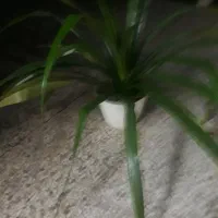 گل وگیاه|گل و گیاه طبیعی|گلبهار, شهر جدید گلبهار|دیوار