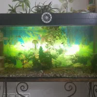 آکواریم فرفوژه