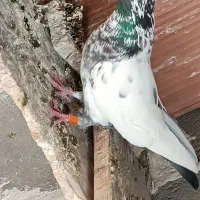 کبوتر کله دار تهرانی پرشی