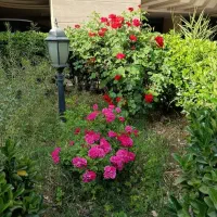 سرایدار