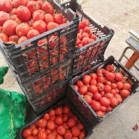 گوجه به قیمت گوجه ربی ۱۰تومان وتربار حراجی|حراج|گنبد کاووس, |دیوار