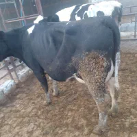 گاوشیری|حیوانات مزرعه|مرودشت, کناره|دیوار