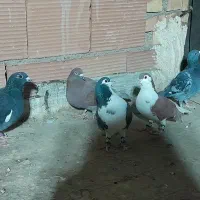 کبوتر رنگی|پرنده|پاکدشت, پاکدشت (مامازند)|دیوار