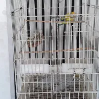 قفس|لوازم جانبی حیوانات|شیراز, کیان شهر|دیوار