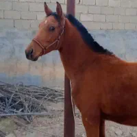 کره اسب مادیون