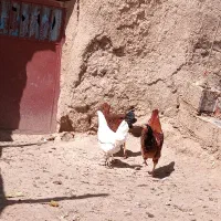 خروس