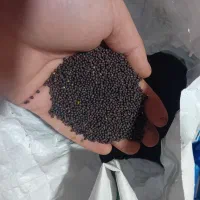 بذر کلزا هایولا ۵۰