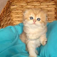 گربه گلد ماده