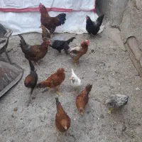 مرغ و خروس