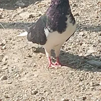 کبوتر