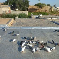 کبوتر قیمت مناسب