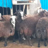 فروش چند راس بره نر افشاری چاق نقدی|حیوانات مزرعه|کاشان, آیت الله سعیدی|دیوار