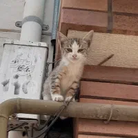 واگذاری بچه گربه سه ماهه