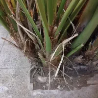 بچه برحی|گل و گیاه طبیعی|اهواز, سلطانمنش|دیوار