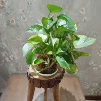 گل آپارتمانی|گل و گیاه طبیعی|کرج, کوی کارمندان جنوبی|دیوار