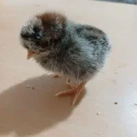 جوجه های کاکلی گردن لختی