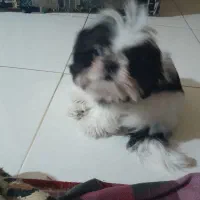 واگذاری سگ . میکس پیکینیز امپریال و شیتسو کراس