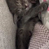 واگذاری گربه میکس اسکاتیش و DSH رایگان