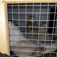 کفتر با اصالت|پرنده|مشکیندشت, |دیوار