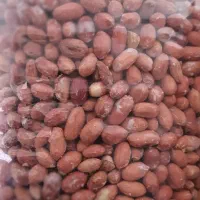 بادوم زمینی|عمده‌فروشی|تهران, بوستان ولایت|دیوار