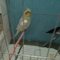 عروس نر