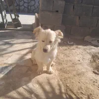 سگ شیتزو پاور