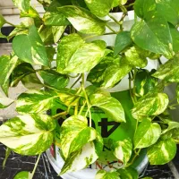 گلهای زیبا|گل و گیاه طبیعی|کرمانشاه, |دیوار