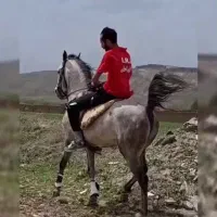 اسب نریان کرد|اسب و تجهیزات اسب‌سواری|تبریز, |دیوار