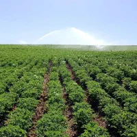 زمین کشاورزی آبی دیواندره سیستم آبیاری بارانی