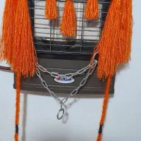 اسب|اسب و تجهیزات اسبسواری|حمیدیه, |دیوار