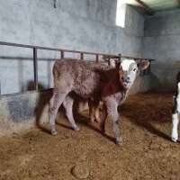 9راس سمینتال درجه یک